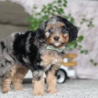 Kayla, a female Cavapoo for sale in Dalton, OH – Photo 3 of 5