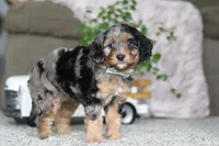 Kayla, a female Cavapoo for sale in Dalton, OH – Photo 3 of 5