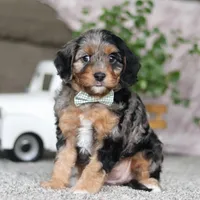 Kayla, a female Cavapoo for sale in Dalton, OH – Photo 1 of 5