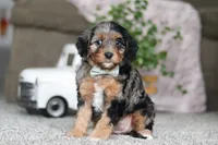 Kayla, a female Cavapoo for sale in Dalton, OH – Photo 1 of 5