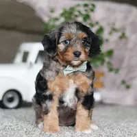 Kayla, a female Cavapoo for sale in Dalton, OH – Photo 5 of 5