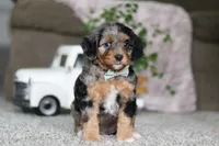 Kayla, a female Cavapoo for sale in Dalton, OH – Photo 5 of 5