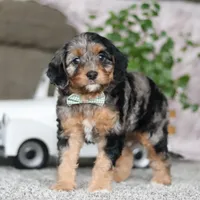 Kayla, a female Cavapoo for sale in Dalton, OH – Photo 2 of 5