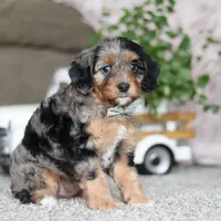 Kayla, a female Cavapoo for sale in Dalton, OH – Photo 4 of 5