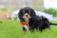 Charlie, a male Cavalier King Charles Spaniel for sale in Dalton, OH – Photo 6 of 7