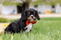 Charlie, a male Cavalier King Charles Spaniel for sale in Dalton, OH – Photo 7 of 7