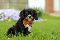 Charlie, a male Cavalier King Charles Spaniel for sale in Dalton, OH – Photo 4 of 7
