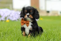 Charlie, a male Cavalier King Charles Spaniel for sale in Dalton, OH – Photo 2 of 7