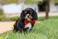 Charlie, a male Cavalier King Charles Spaniel for sale in Dalton, OH – Photo 1 of 7