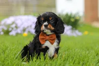 Charlie, a male Cavalier King Charles Spaniel for sale in Dalton, OH – Photo 5 of 7