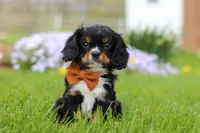 Charlie, a male Cavalier King Charles Spaniel for sale in Dalton, OH – Photo 3 of 7