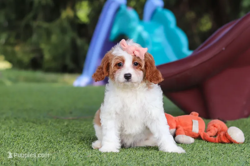 Ophelia – Cavapoo puppy for sale in Dalton, OH