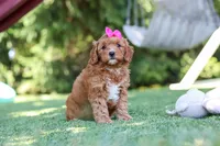 Sylvie, a female Cavapoo for sale in Dalton, OH – 2 of 6