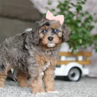 Zena, a female Cavapoo for sale in Dalton, OH – Photo 5 of 5