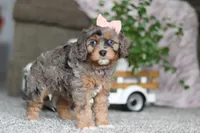 Zena, a female Cavapoo for sale in Dalton, OH – Photo 5 of 5