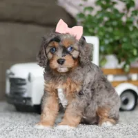 Zena, a female Cavapoo for sale in Dalton, OH – Photo 1 of 5