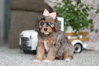 Zena, a female Cavapoo for sale in Dalton, OH – Photo 1 of 5