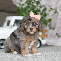 Zena, a female Cavapoo for sale in Dalton, OH – Photo 3 of 5