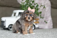 Zena, a female Cavapoo for sale in Dalton, OH – Photo 3 of 5