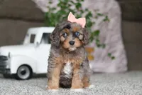 Zena, a female Cavapoo for sale in Dalton, OH – Photo 2 of 5