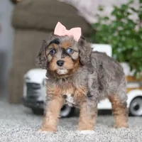 Zena, a female Cavapoo for sale in Dalton, OH – Photo 4 of 5