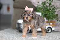 Zena, a female Cavapoo for sale in Dalton, OH – Photo 4 of 5