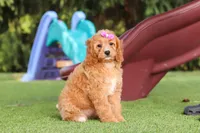 Kaylani, a female Cavapoo for sale in Dalton, OH – 8 of 9