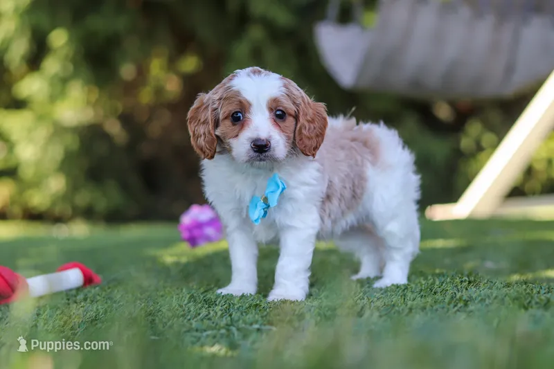 Grey – Cavapoo puppy for sale in Dalton, OH
