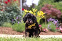 Alex, a male Cavapoo for sale in Dalton, OH – 5 of 6