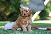 Emma, a female Cavapoo for sale in Dalton, OH – 4 of 5