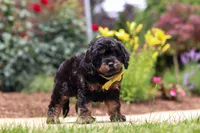 Alex, a male Cavapoo for sale in Dalton, OH – 1 of 6