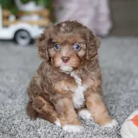 Tate, a female Cavapoo for sale in Dalton, OH – Photo 7 of 7
