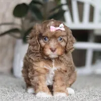 Tate, a female Cavapoo for sale in Dalton, OH – Photo 1 of 7