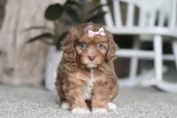 Tate, a female Cavapoo for sale in Dalton, OH – Photo 1 of 7