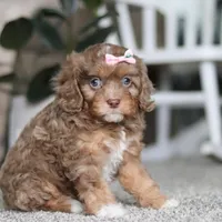 Tate, a female Cavapoo for sale in Dalton, OH – Photo 4 of 7