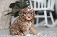 Tate, a female Cavapoo for sale in Dalton, OH – Photo 4 of 7