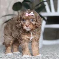 Tate, a female Cavapoo for sale in Dalton, OH – Photo 2 of 7