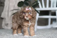 Tate, a female Cavapoo for sale in Dalton, OH – Photo 2 of 7