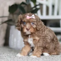 Tate, a female Cavapoo for sale in Dalton, OH – Photo 5 of 7
