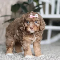 Tate, a female Cavapoo for sale in Dalton, OH – Photo 3 of 7