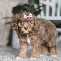 Tate, a female Cavapoo for sale in Dalton, OH – Photo 6 of 7