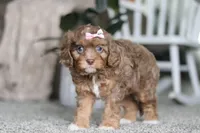 Tate, a female Cavapoo for sale in Dalton, OH – Photo 6 of 7