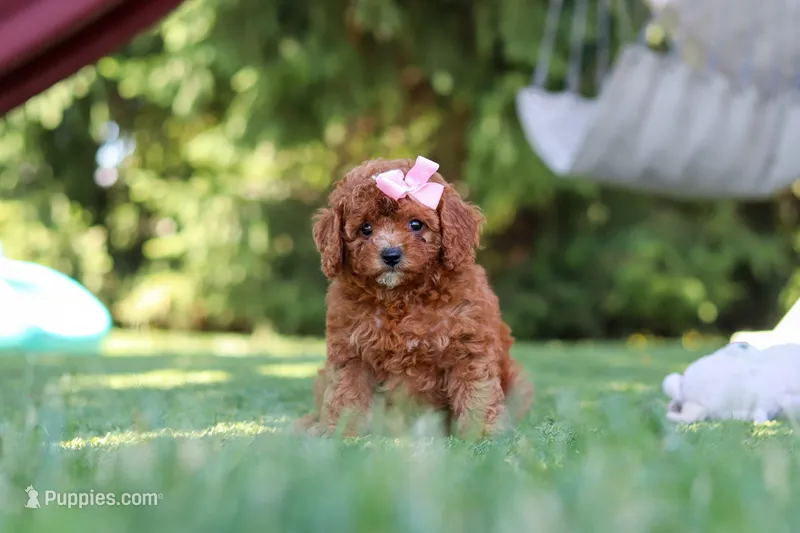Blaire – Cavapoo puppy for sale in Dalton, OH