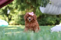 Blaire, a female Cavapoo for sale in Dalton, OH – 1 of 6