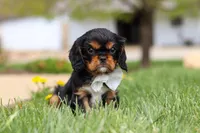 Bentley, a male Cavalier King Charles Spaniel for sale in Dalton, OH – Photo 3 of 6