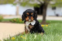 Bentley, a male Cavalier King Charles Spaniel for sale in Dalton, OH – Photo 2 of 6