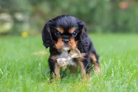 Bentley, a male Cavalier King Charles Spaniel for sale in Dalton, OH – Photo 5 of 6
