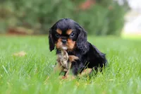 Bentley, a male Cavalier King Charles Spaniel for sale in Dalton, OH – Photo 6 of 6