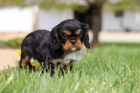 Bentley, a male Cavalier King Charles Spaniel for sale in Dalton, OH – Photo 4 of 6