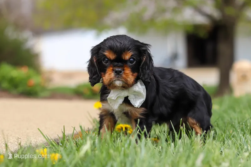 Bentley – Cavalier King Charles Spaniel puppy for sale in Dalton, OH